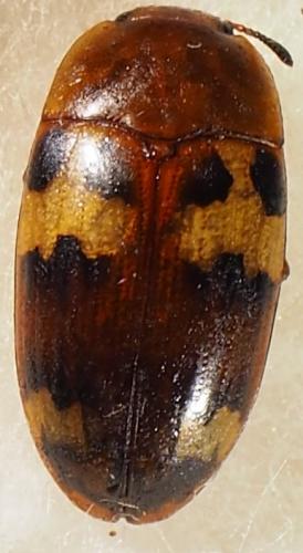 Mycotretus floriger